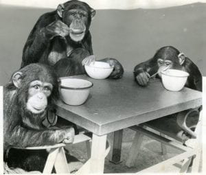 3 chimps on a table having a tea party.